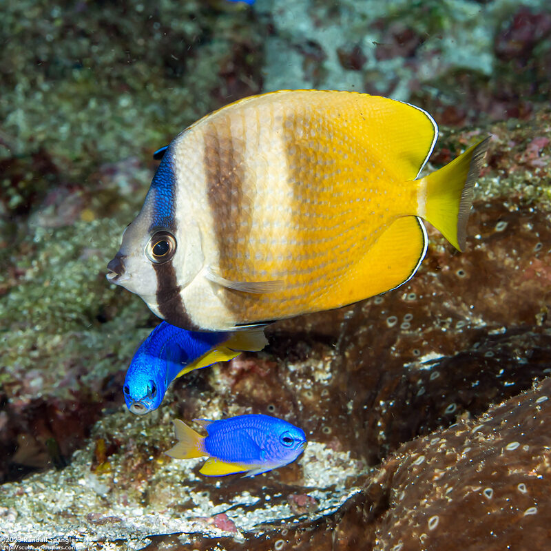 Chaetodon kleinii (Blacklip Butterflyfish)