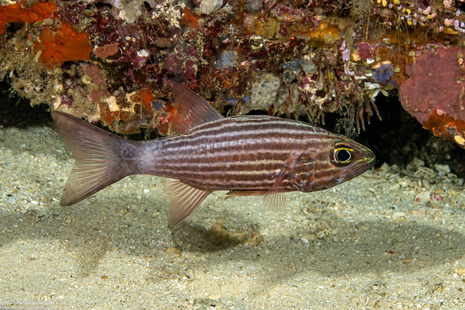 Cheilodipterus macrodon (Tiger Cardinalfish)