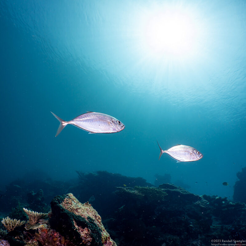 Alepes vari (Herring Scad)