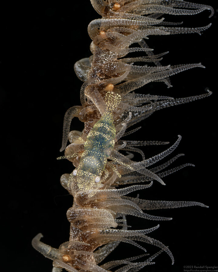 Pontonides ankeri (Barred Wire Coral Shrimp)