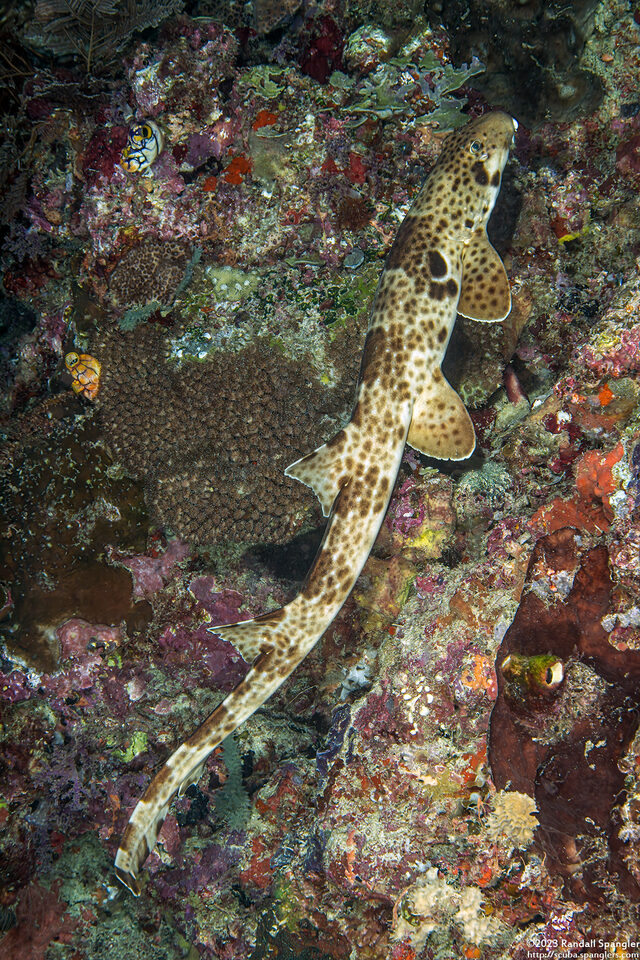 Hemiscyllium freycineti (Raja Epaulette Shark)