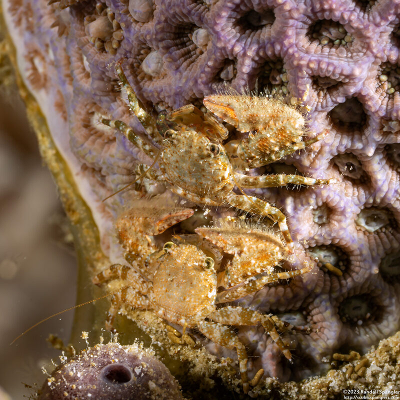Petrolisthes pubescens (Hairy Porcelain Crab)
