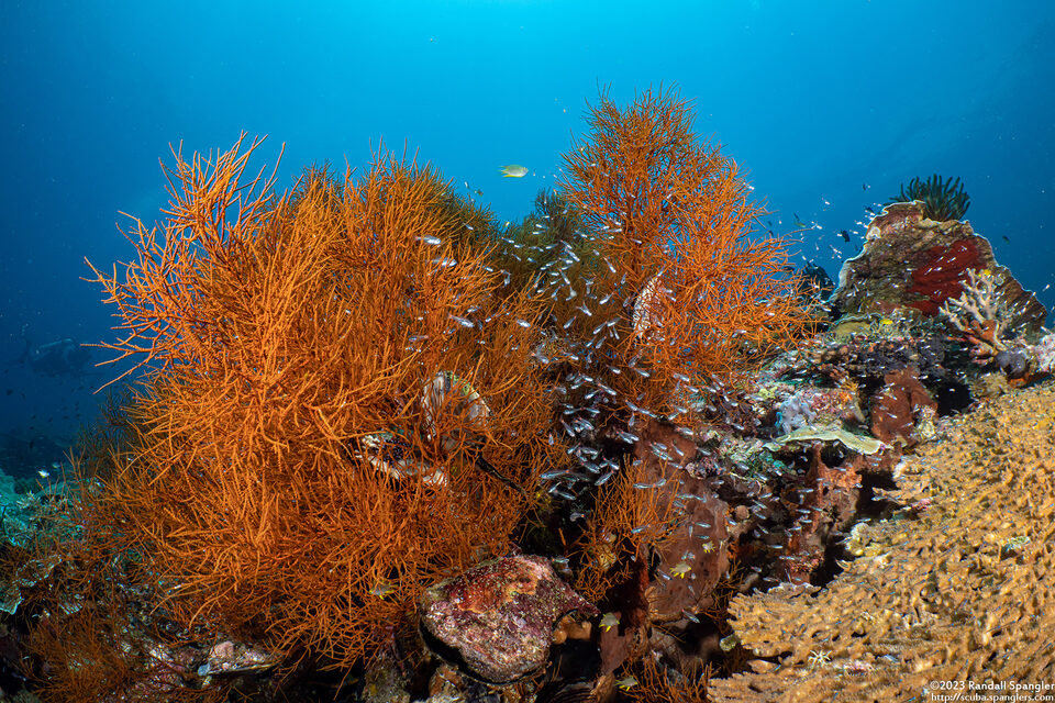 Myriopathes cf. japonica (Myriopathes cf. japonica)