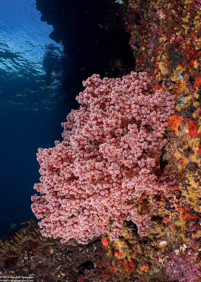 Siphonogorgia sp.2 (Siphonogorgia sp.2)