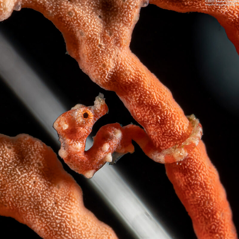 Hippocampus denise (Denise's Pygmy Seahorse)