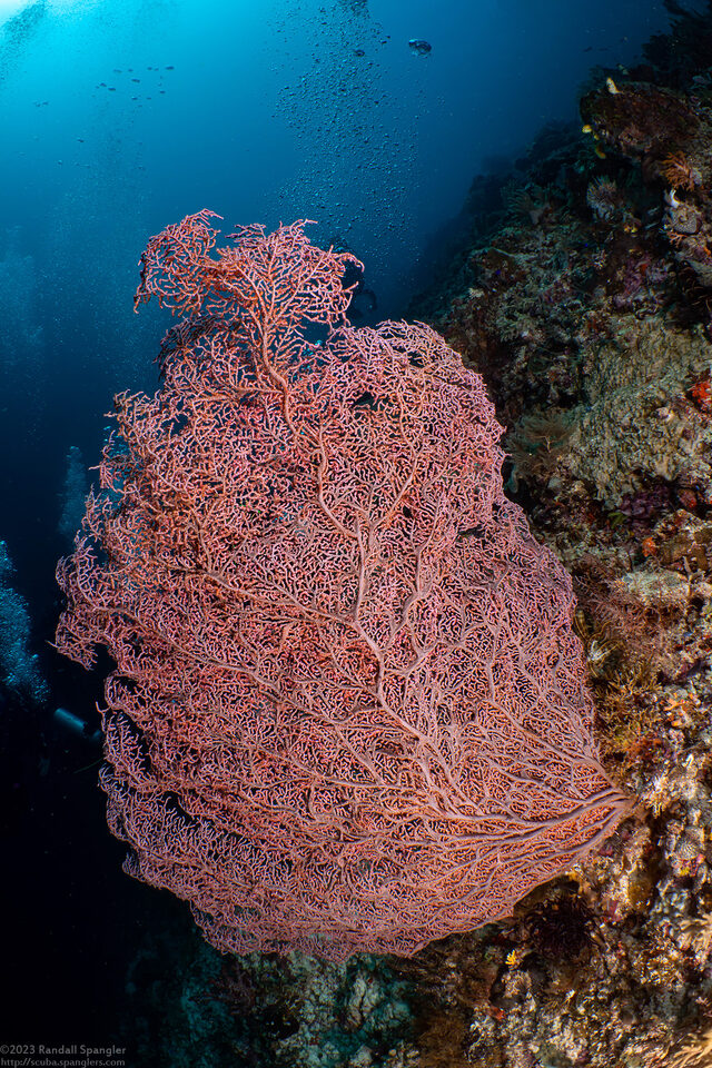 Muricella plectana (Muricella Plectana)