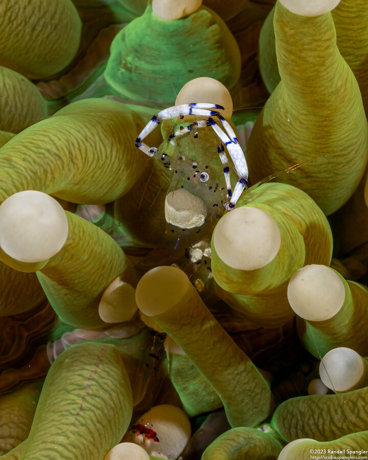 Ancylomenes venustus (Graceful Anemone Shrimp)