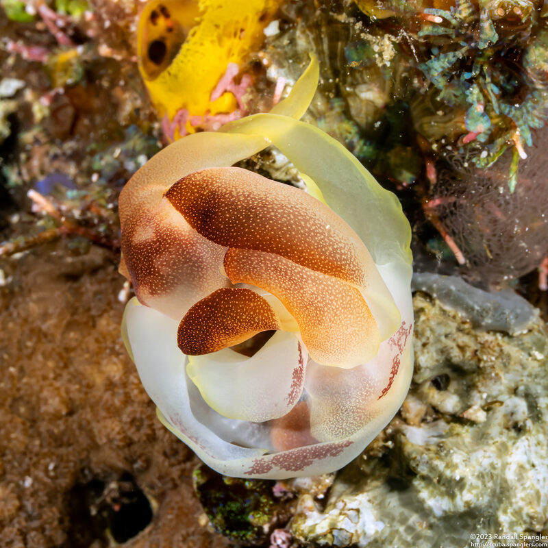 Chelidonura amoena (Lovely Headshield Slug); Mating