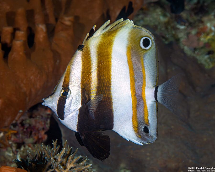Coradion melanopus (Two-Eyed Coralfish)