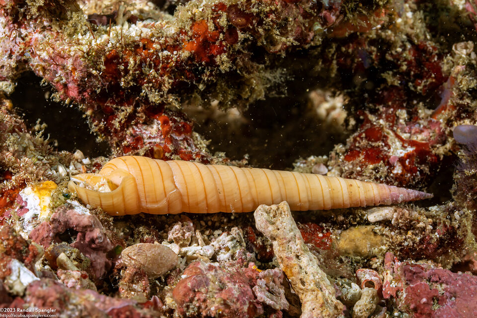 Terebra sp.1 (Terebra sp.1)