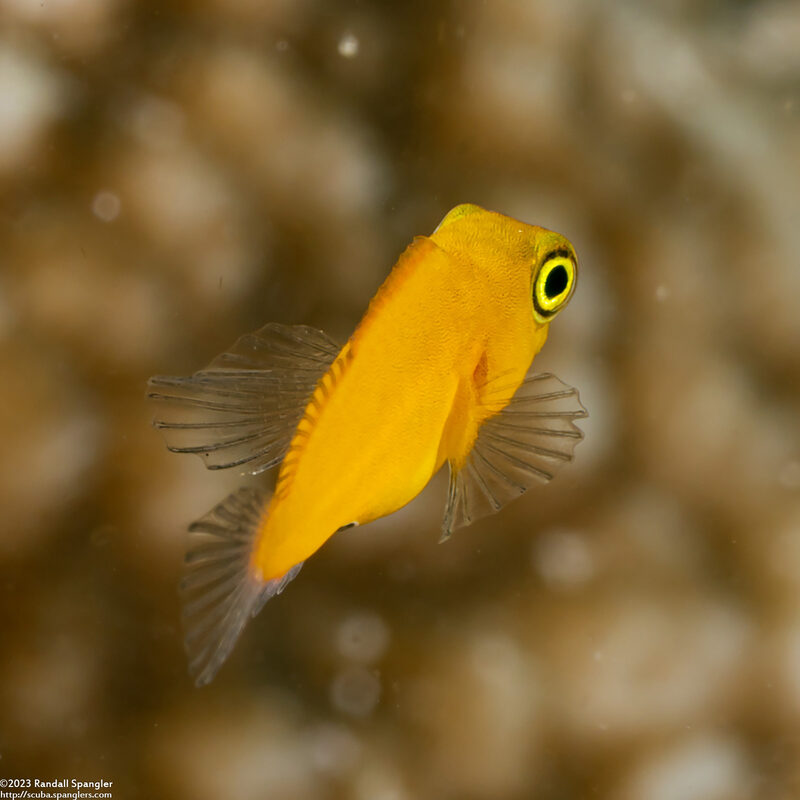 Ecsenius lividanalis (Blackspot Coralblenny)