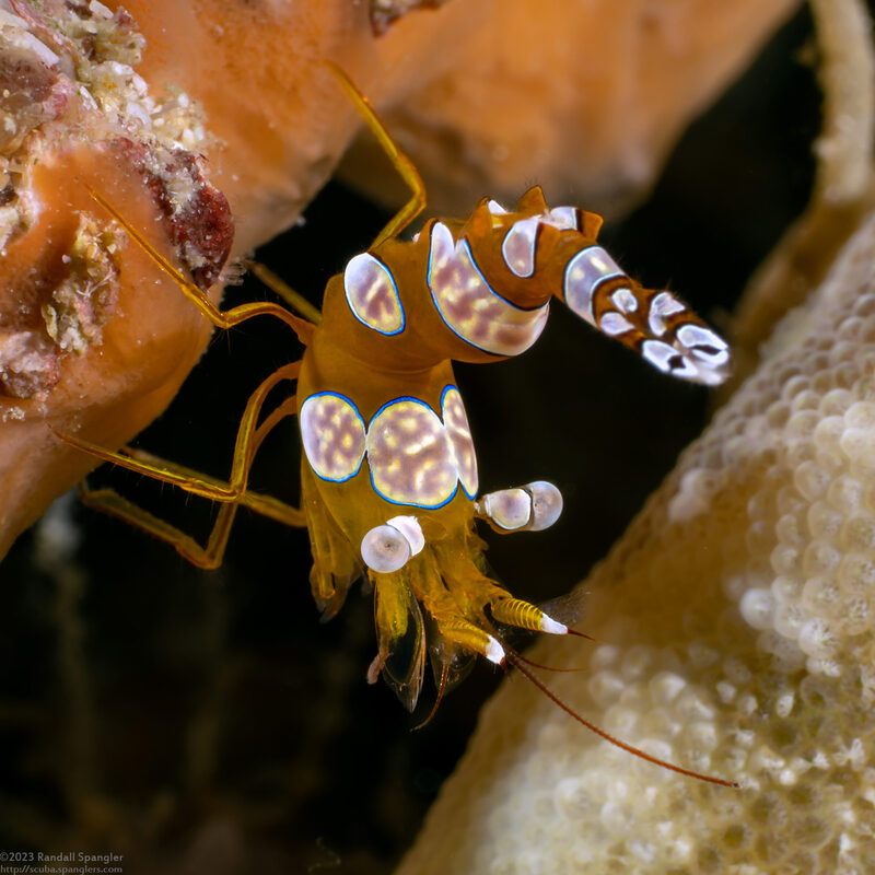 Thor amboinensis (Squat Shrimp)