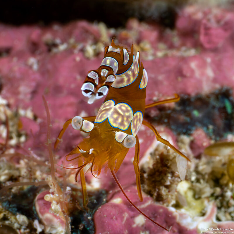 Thor amboinensis (Squat Shrimp)