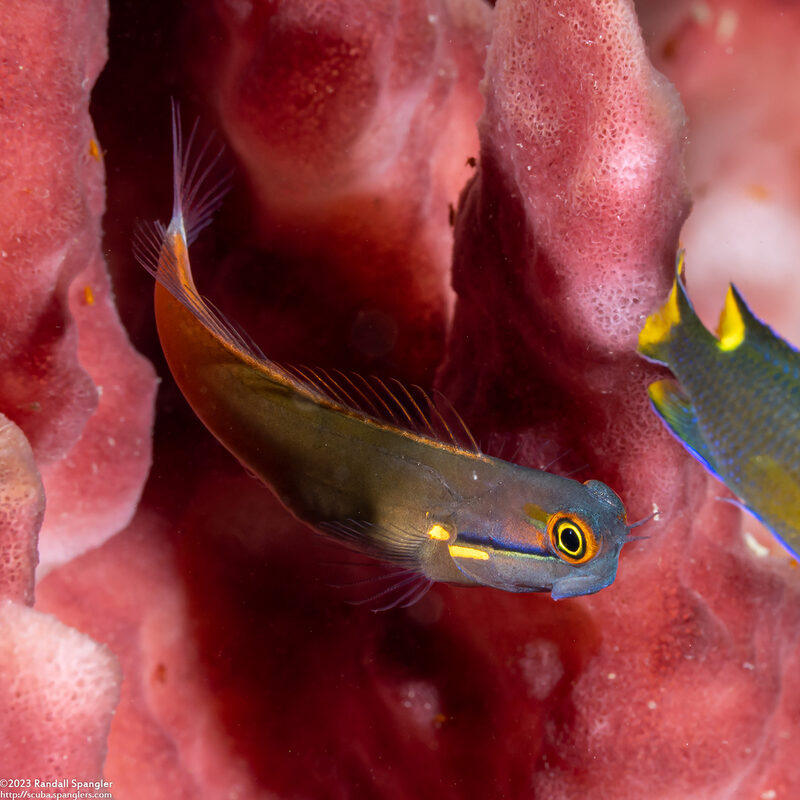 Ecsenius stigmatura (Tailspot Coralblenny)