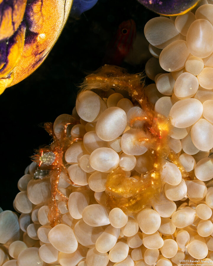 Oncinopus sp.1 (Orangutan Crab)