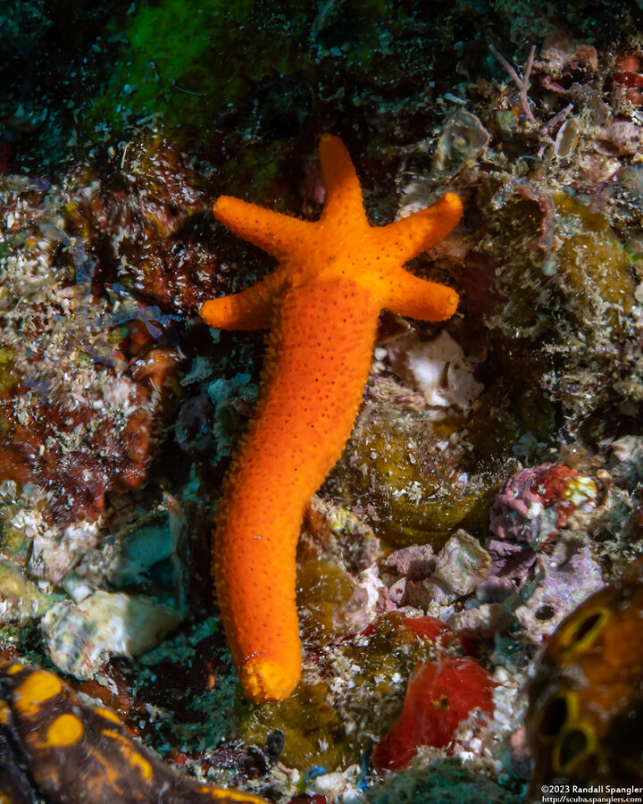 Echinaster luzonicus (Luzon Sea Star)