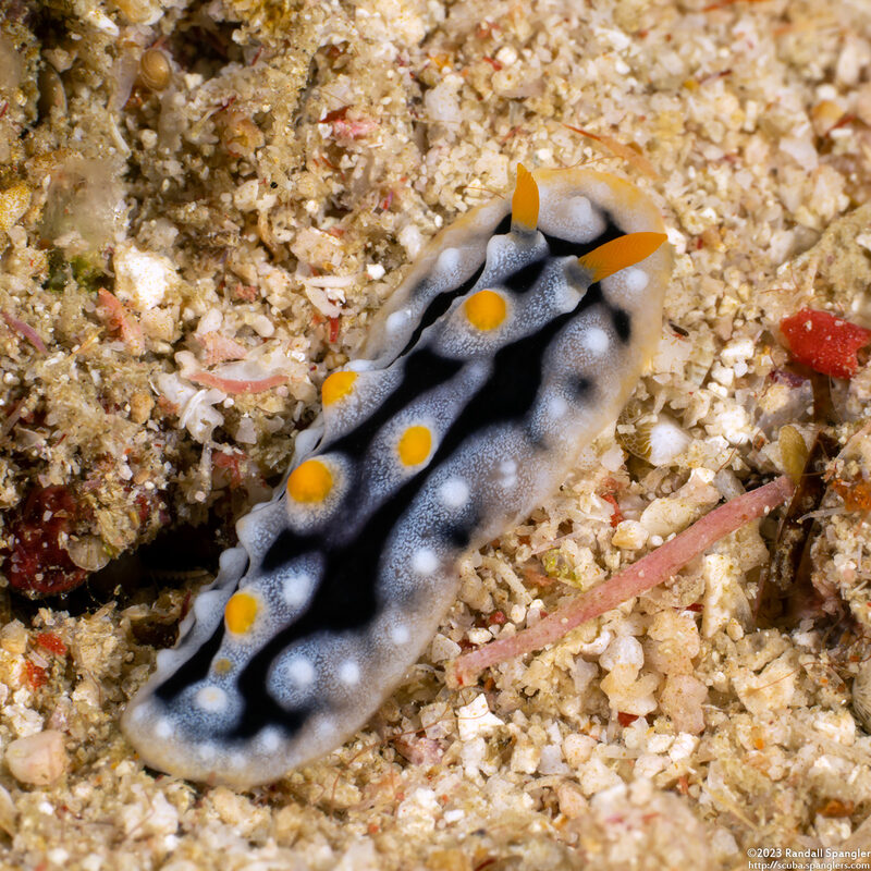 Phyllidia exquisita (Exquisite Phyllidia)