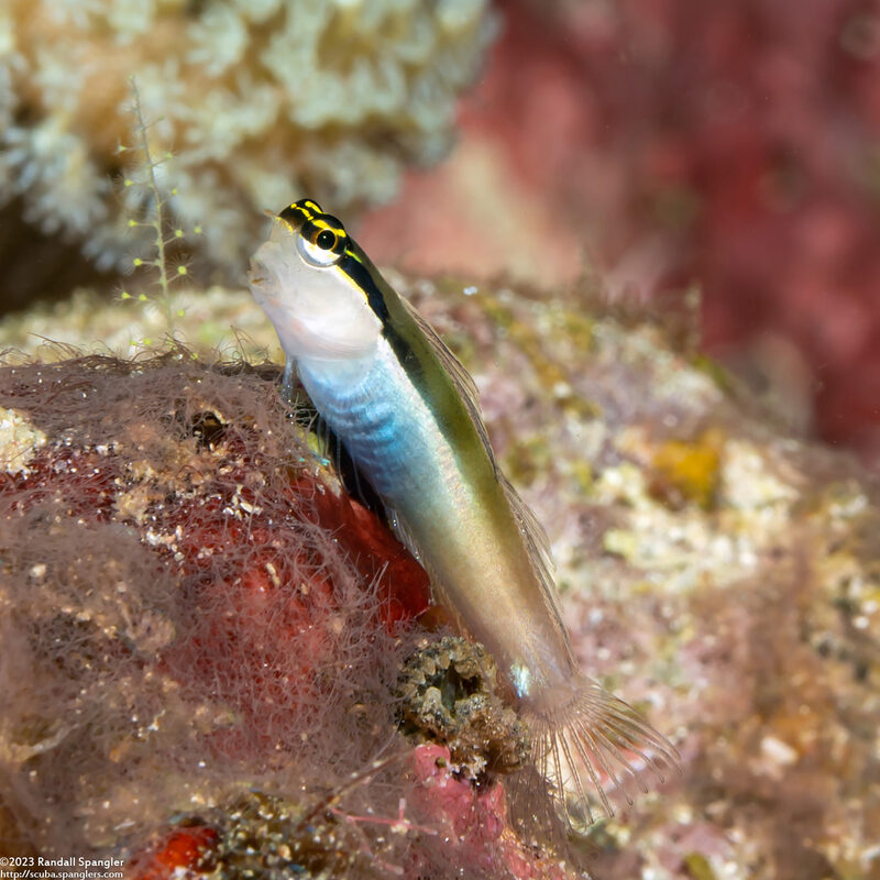 Ecsenius bandanus (Banda Coralblenny)