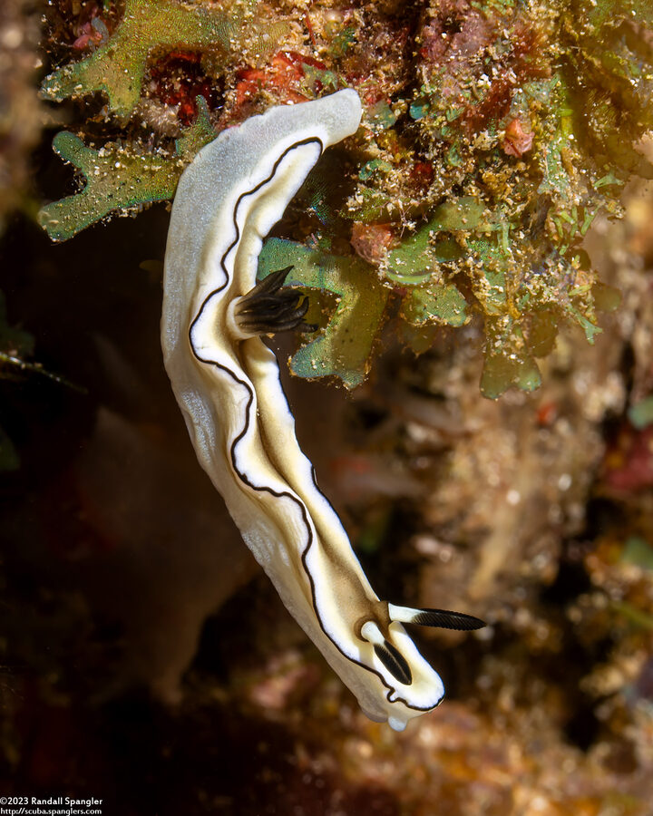 Doriprismatica atromarginata (Dark Margin Glossodoris)