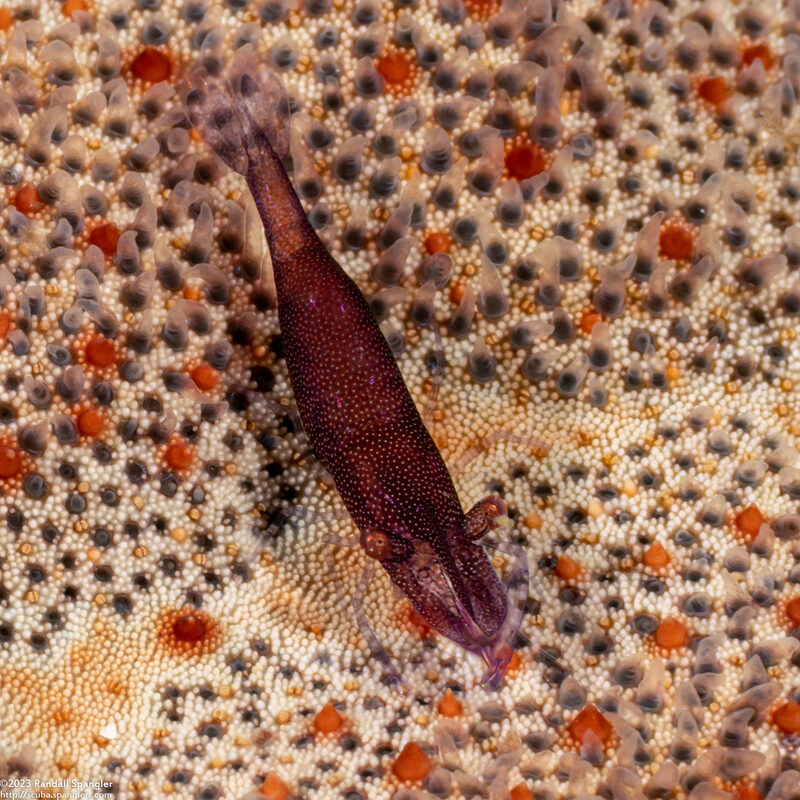 Zenopontonia soror (Sea Star Shrimp)