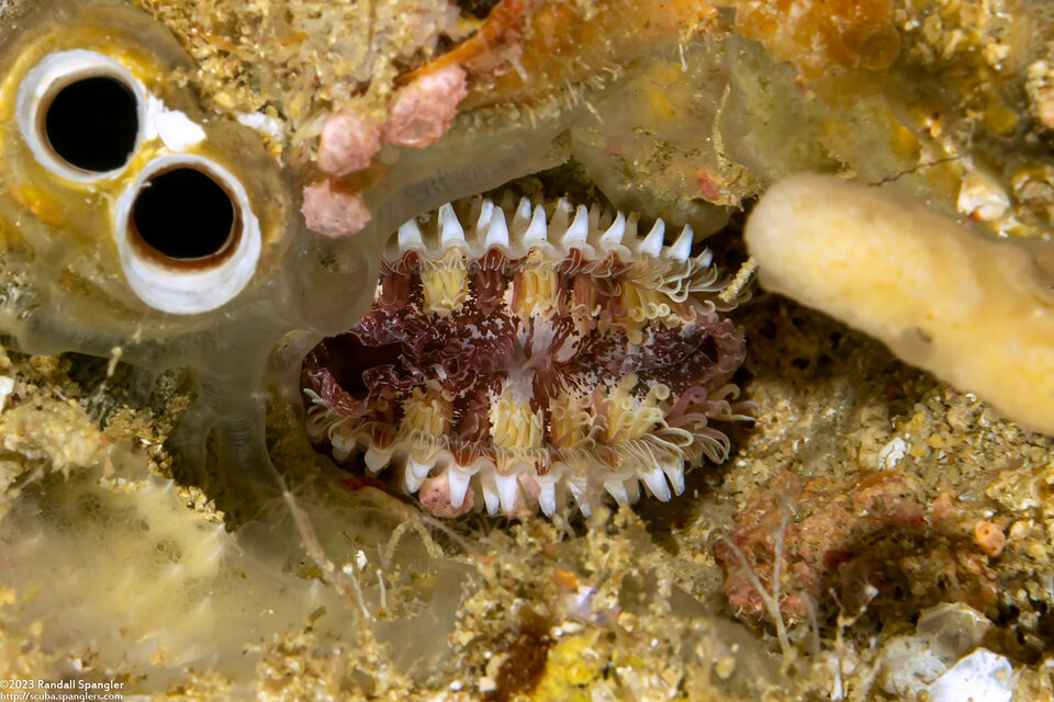 Lima quantoensis (Deep Lima)