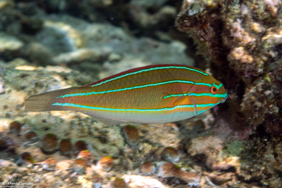 Stethojulis trilineata (Three-Lined Wrasse)