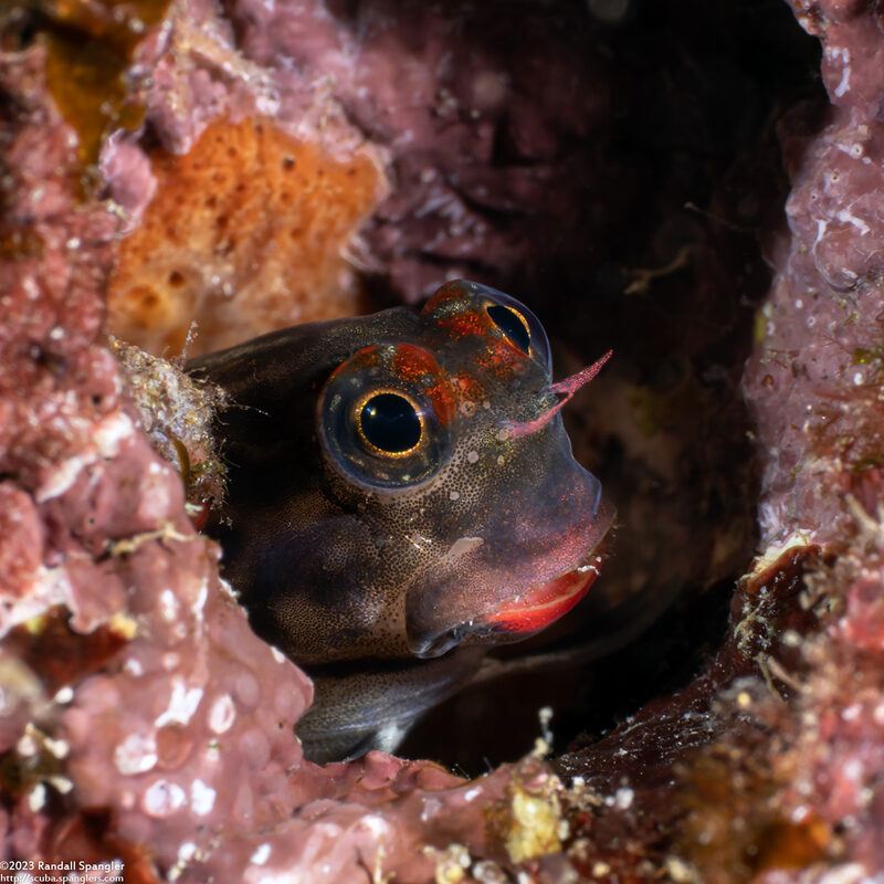 Ecsenius monoculus (Monocle Coralblenny)