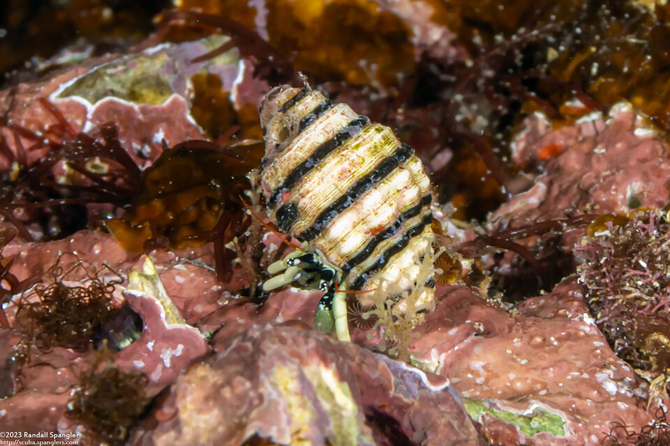 Calcinus guamensis (Guam Hermit Crab)