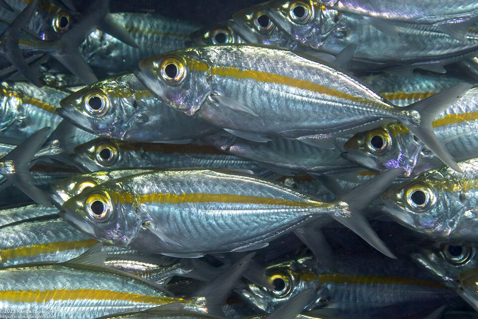 Selar boops (Oxeye Scad)