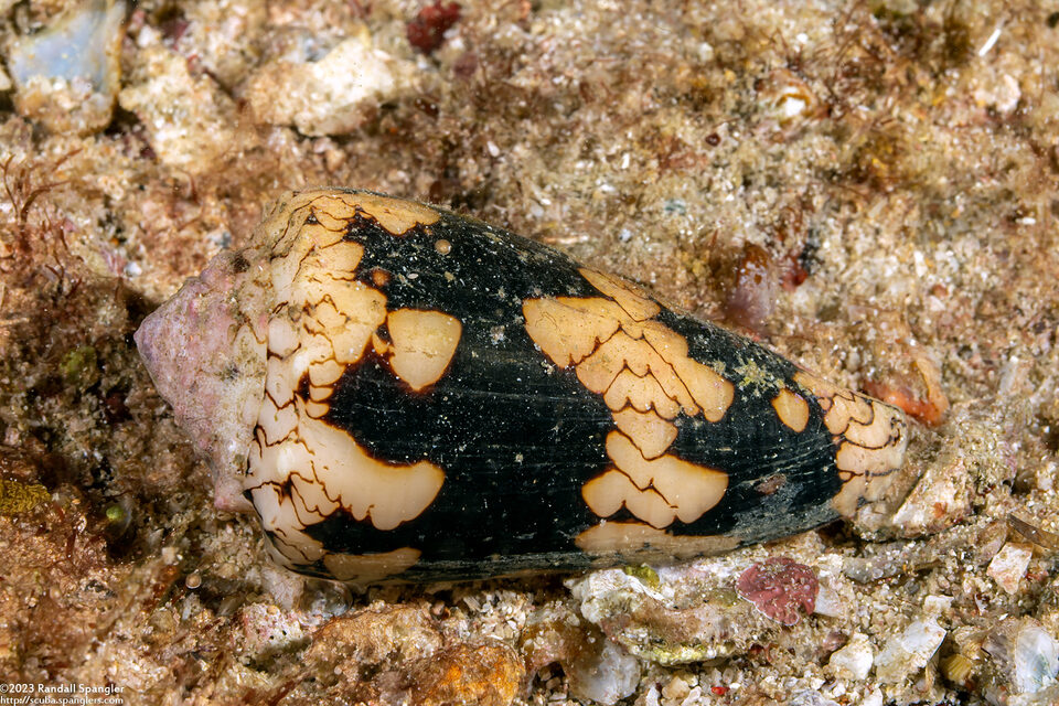 Conus auricomus (Gold-Leaf Cone)