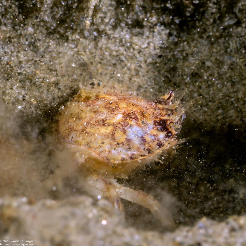 Malacoplax californiensis (California Burrowing Crab)