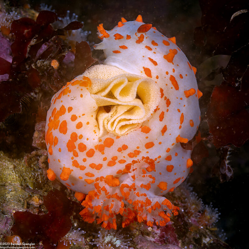 Triopha catalinae (Catalina Triopha)