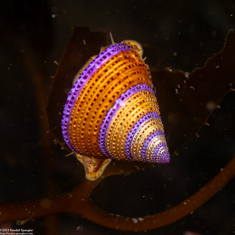 Calliostoma annulatum (Blue-Ring Top Snail)