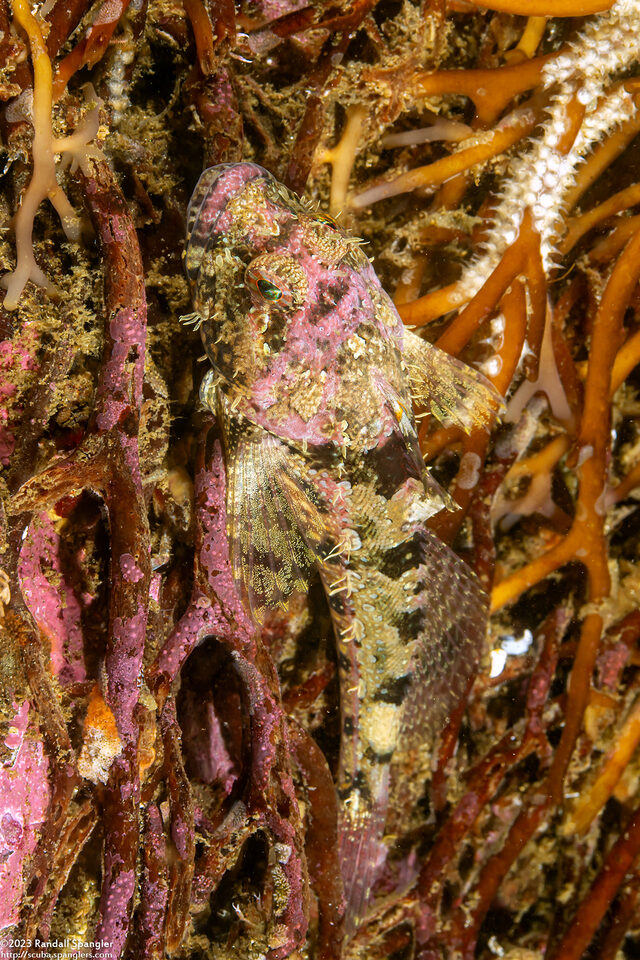 Artedius corallinus (Coralline Sculpin)