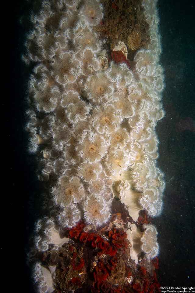 Metridium senile (Plumose Anemone)