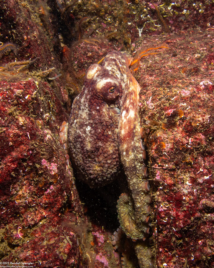 Octopus rubescens (Red Octopus)