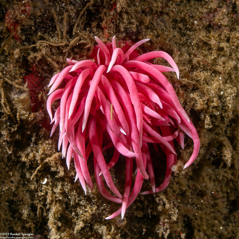 Okenia rosacea (Hopkins' Rose Nudibranch)
