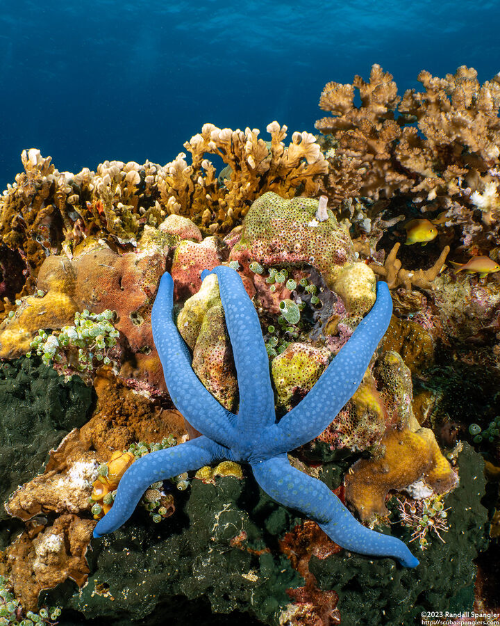 Linckia laevigata (Blue Sea Star)