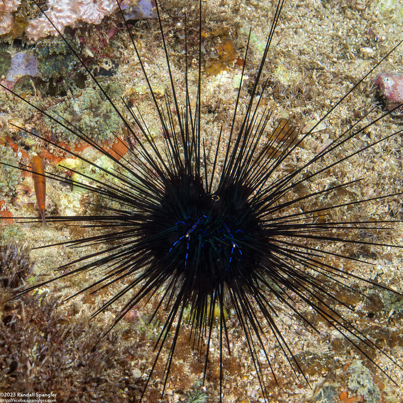 Diadema savignyi (Savigny's Long-Spined Urchin)