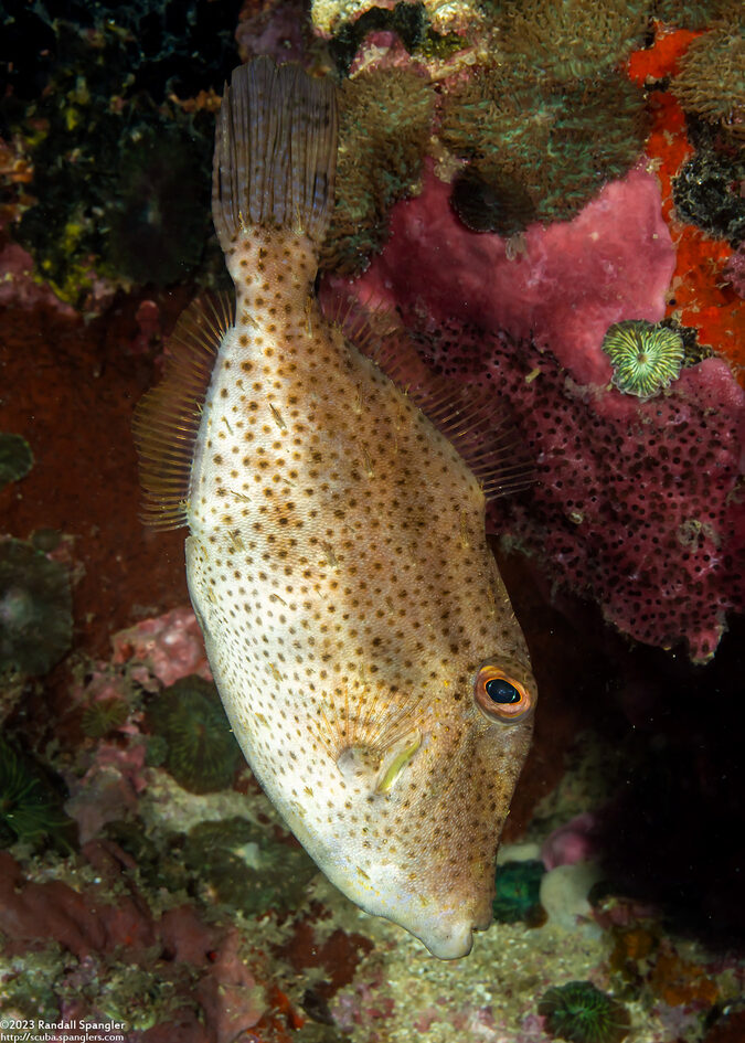 Pseudomonacanthus macrurus (Strapweed Filefish)