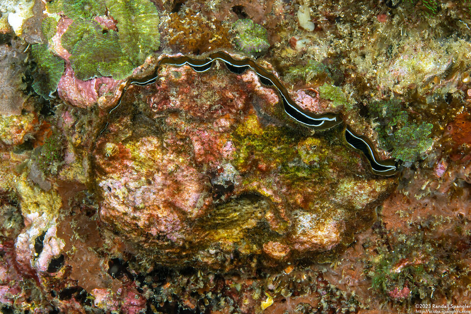 Hyotissa sinensis (Chinese Honeycomb Oyster)