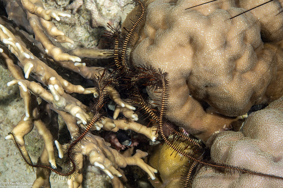 Ophiomastix janualis (Gatekeeper Brittle Star)