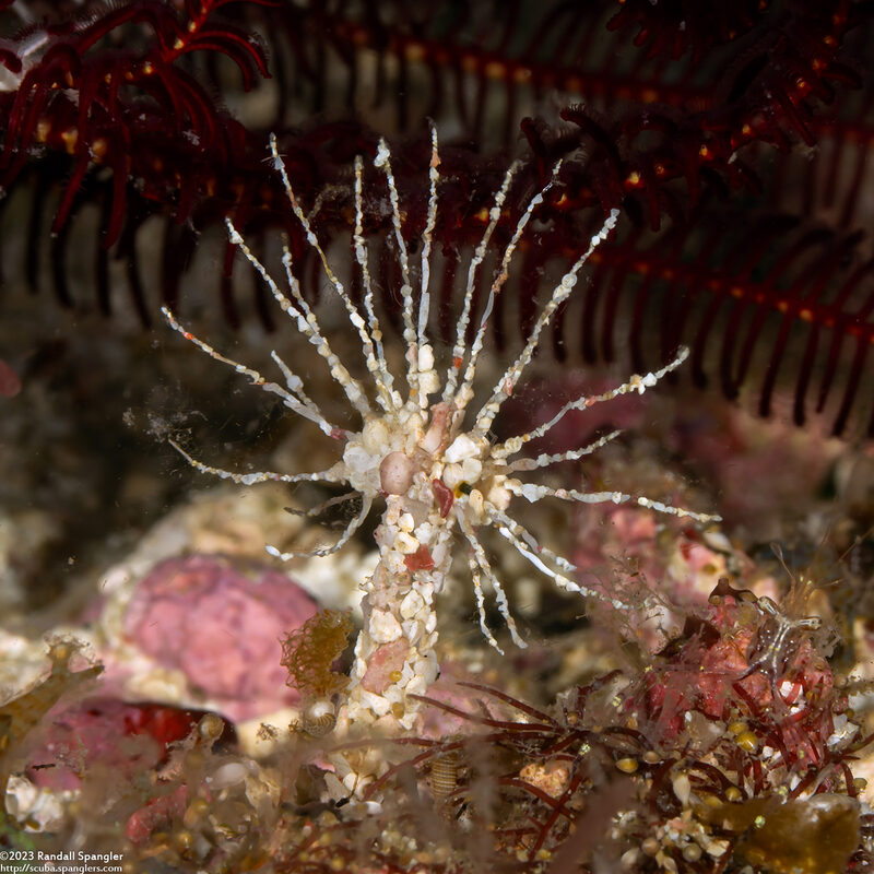Lanice conchilega (Sand Mason Worm)