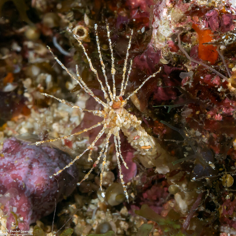 Lanice conchilega (Sand Mason Worm)