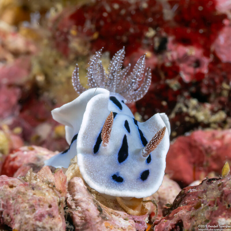 Chromodoris willani (Willan's Chromodoris)