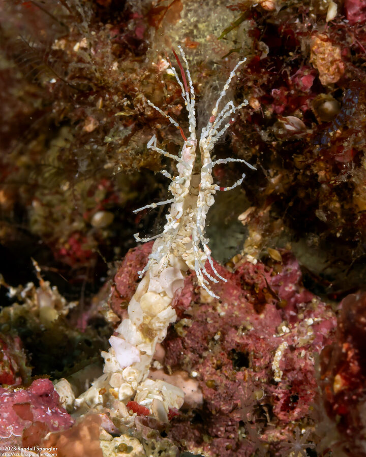 Lanice conchilega (Sand Mason Worm)