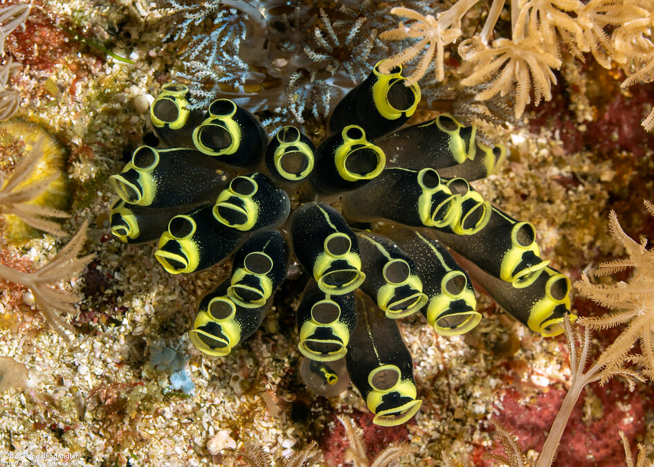 Clavelina robusta (Robust Clavelina)