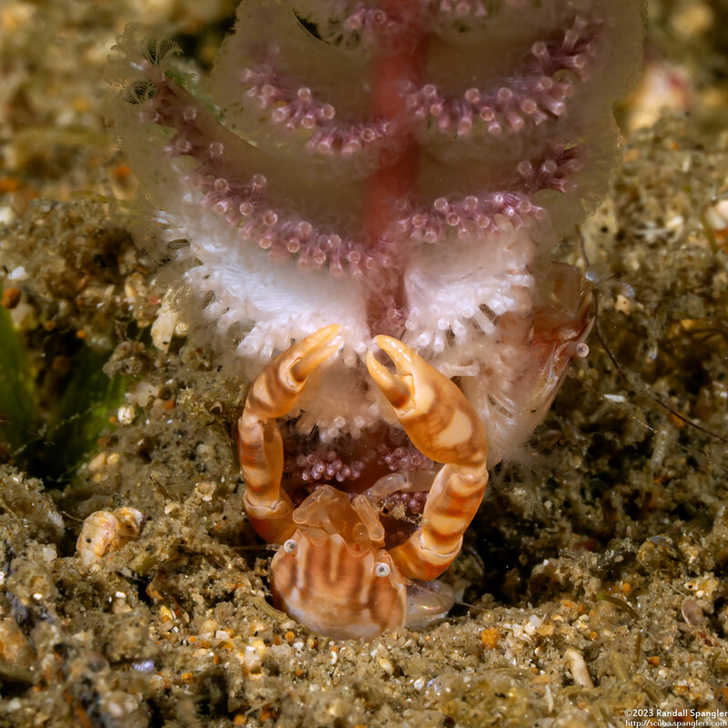 Porcellanella haigae (Haig's Porcelain Crab)