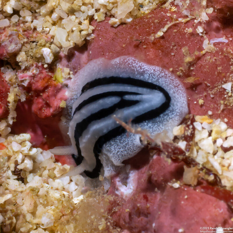 Phyllidiella striata (Striped Phyllidiella)