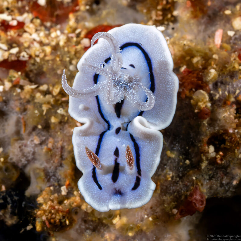 Chromodoris willani (Willan's Chromodoris)